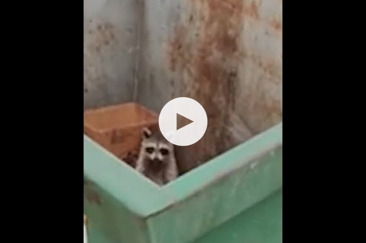 (Watch Full) Racoon Dumpster Fire Video: Sarasota Woman Trending On ...